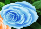 Bluerose