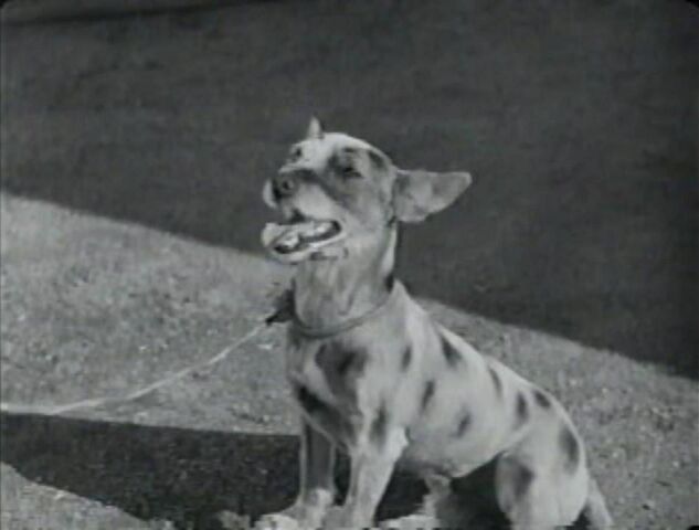 File:Small Pox.jpg