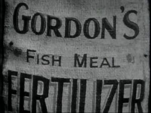 Gordon's FishMealFertilizer