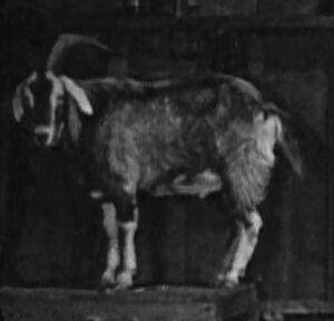 Buchanan