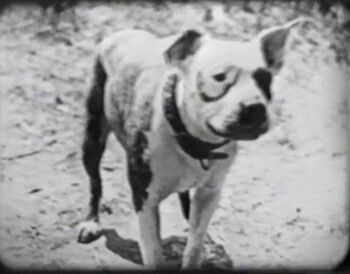 Pansy dog