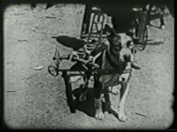 Barkus