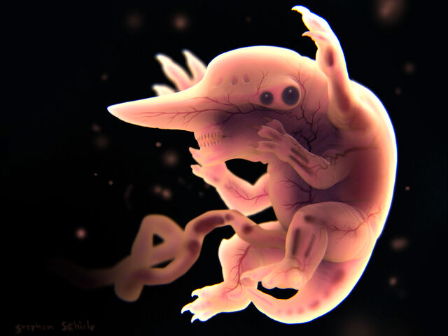 File:Knifehead Concept 05 Fetus.jpg