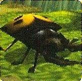 Beetle
