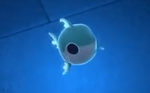 BabyPacShark