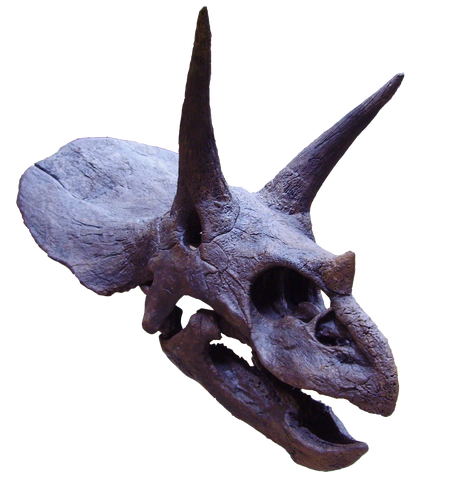 File:Triceratops2.png