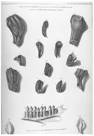 File:Mantell iguanadon teeth.jpg
