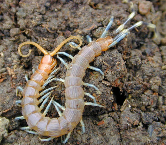 File:Centipede.jpg