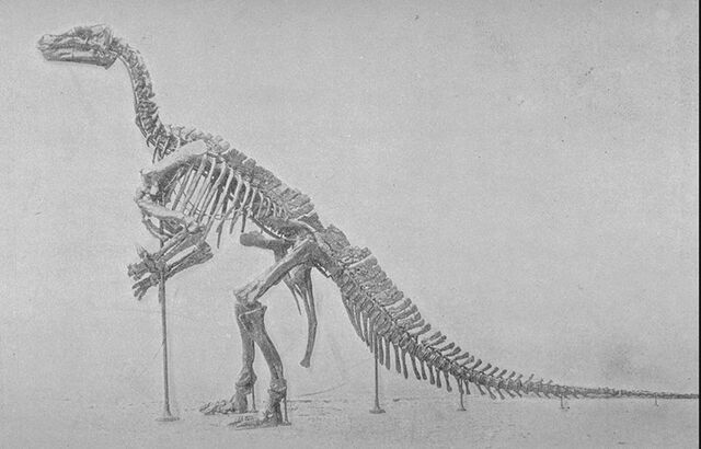 File:Iguanodonskel.jpg