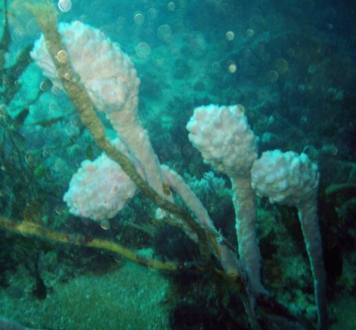 File:Sea-tulip.jpg