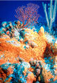 Thumbnail for version as of 07:22, January 7, 2007