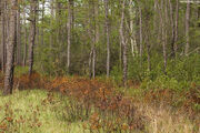 Greenswamp