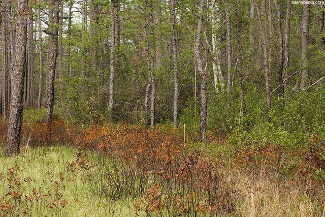 File:Greenswamp.jpg