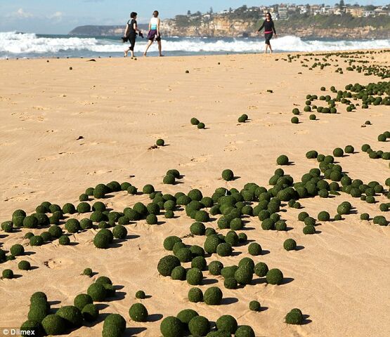 File:Article-2763283-21820E7000000578-194 634x548.jpg