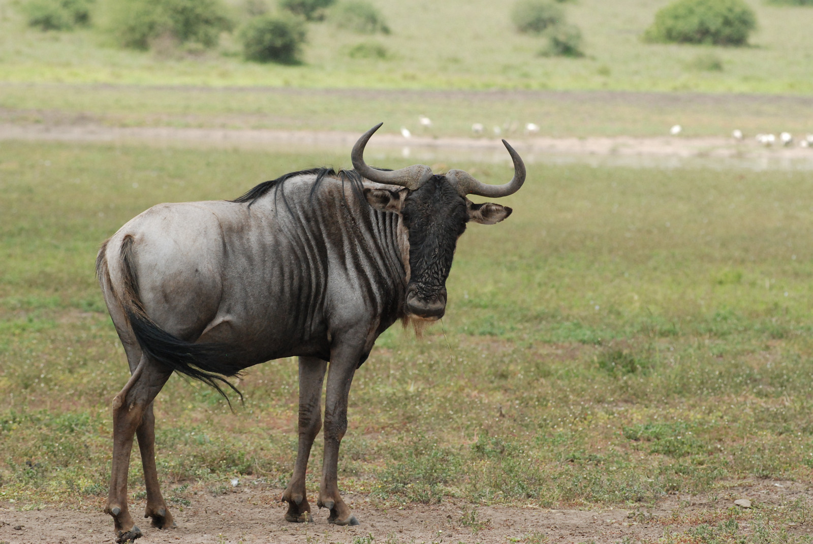 Gnou animal information