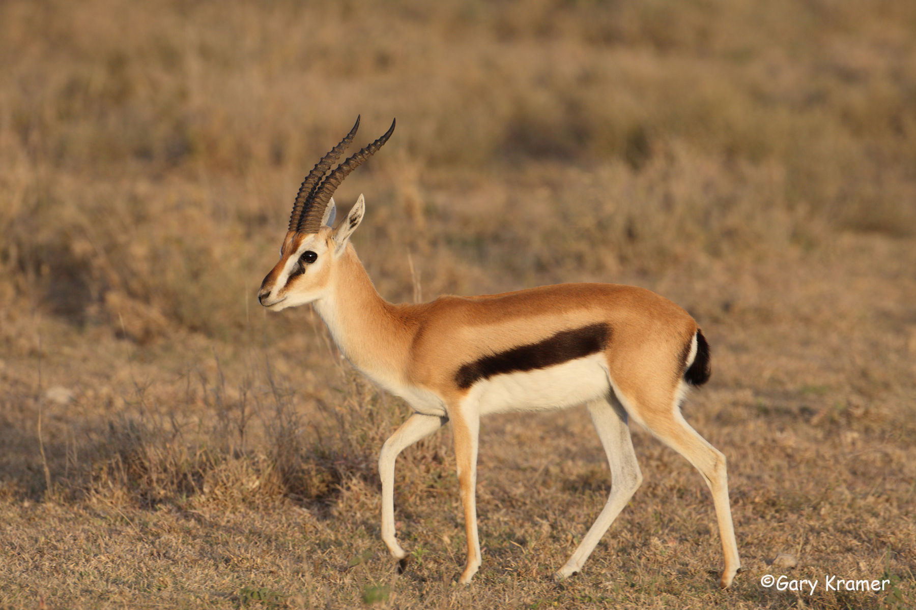 Thomson's Gazelle  The Parody Wiki  FANDOM powered by Wikia