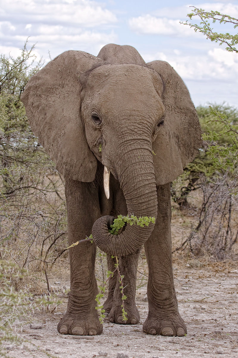 Young Female Elephant | The Parody Wiki | Fandom powered by Wikia