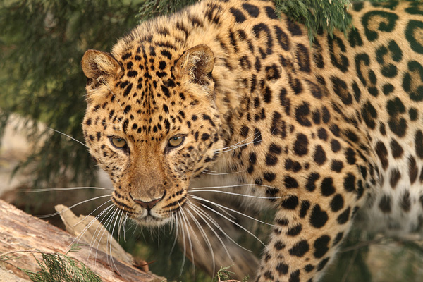 Barbary Leopard | The Parody Wiki | Fandom powered by Wikia