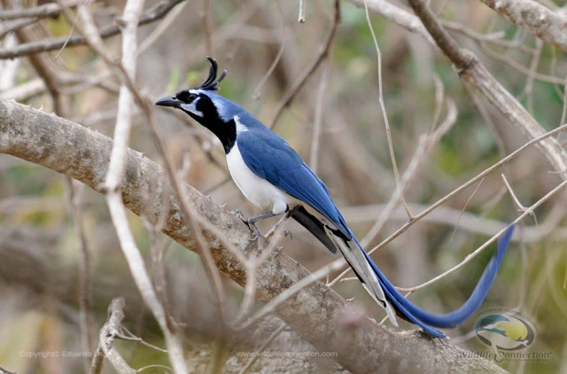 Black-Throated Magpie-Jay | The Parody Wiki | FANDOM ...
