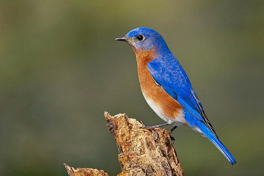 Eastern Bluebird The Parody Wiki FANDOM powered by Wikia