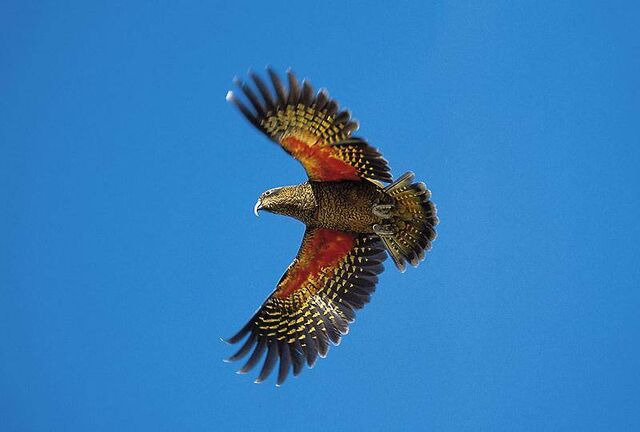 File:Kea02.jpg