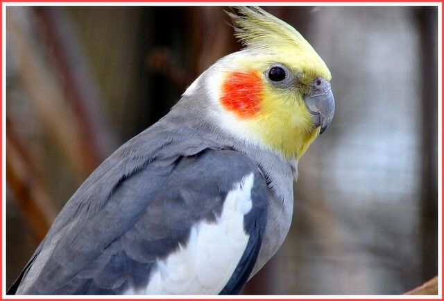 File:Cockatiel love.jpg