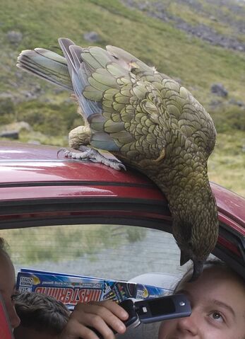File:Bold kea close-up.jpg