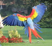 200px-Ara macao -flying away-8a