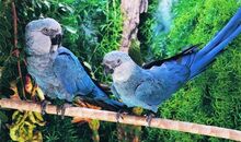 Spix Macaw