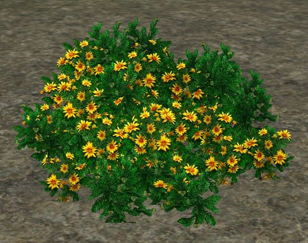 File:ClassicDaisies.jpg