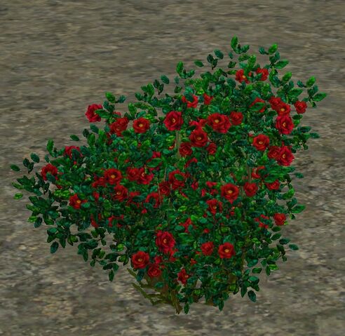 File:WildRedRoses.jpg