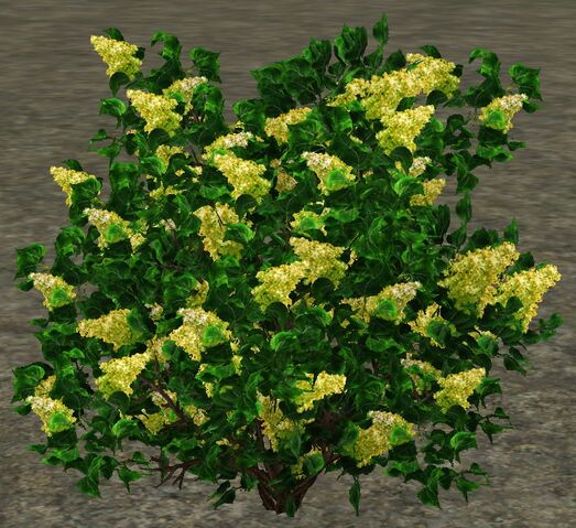 File:Lilacs.jpg