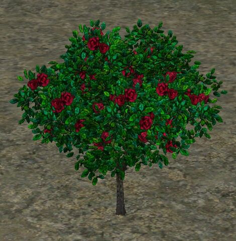 File:DeepRedRoses.jpg