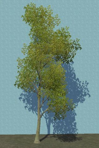 File:Birch.jpg