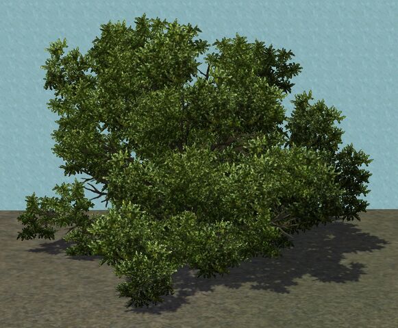File:TreeShrub.jpg