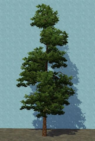 File:SmallFir.jpg