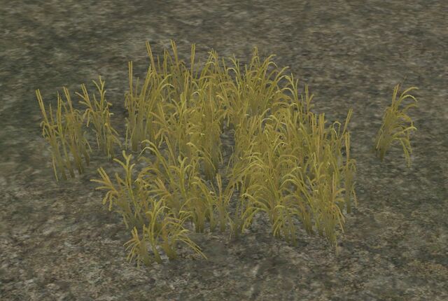 File:DryRanchWeeds.jpg