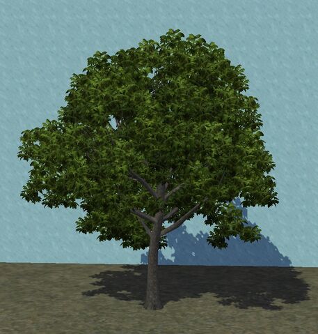 File:SmallDarkAsh.jpg
