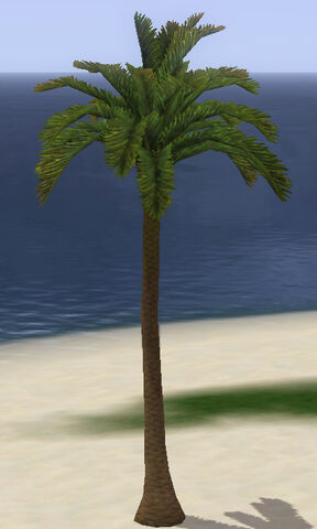 File:AlSimharanPalmTree.jpg