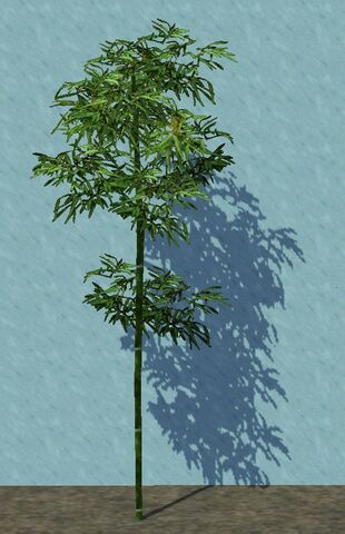File:SmallBamboo.jpg