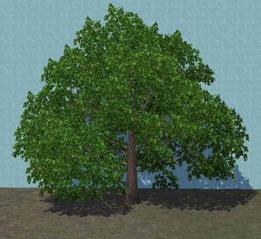 File:OakChestnut.jpg