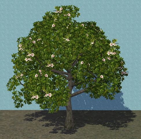 File:Magnolia.jpg