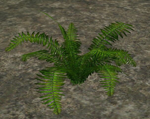 File:BostonFern.jpg