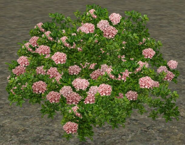 File:PinkHydrangea.jpg