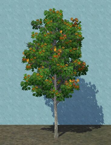 File:YoungMaple.jpg