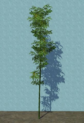 File:Bamboo.jpg