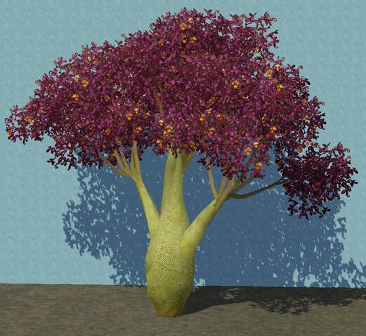 File:AcaciaFantasy.jpg