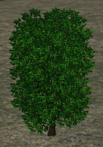 File:PlainHedge.jpg