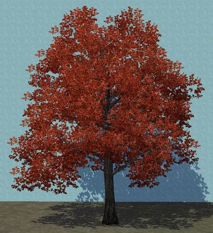 File:Maple1.jpg
