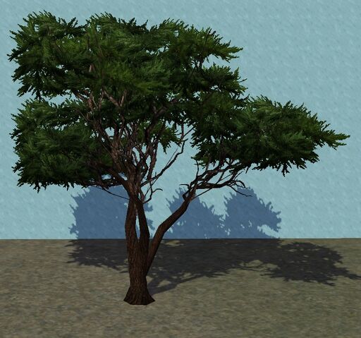 File:SmallWestCypress.jpg